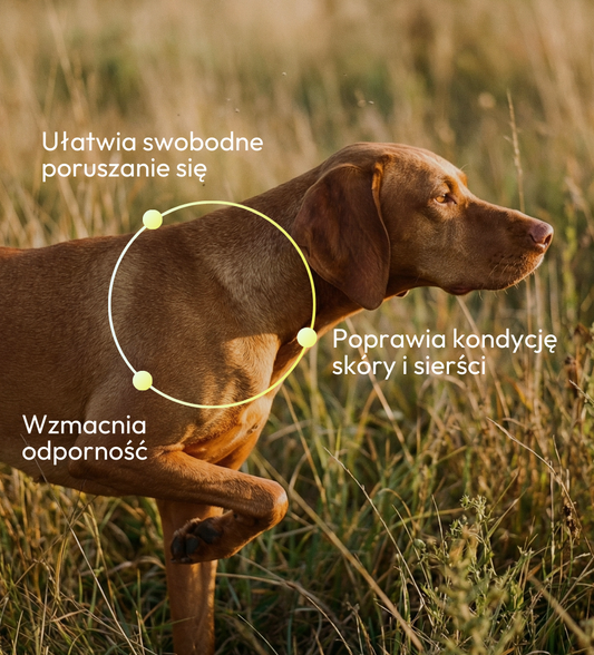 Olej z Sardeli Peruwiańskiej dla psa i kota