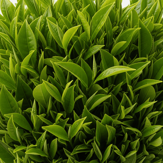 L-teanina