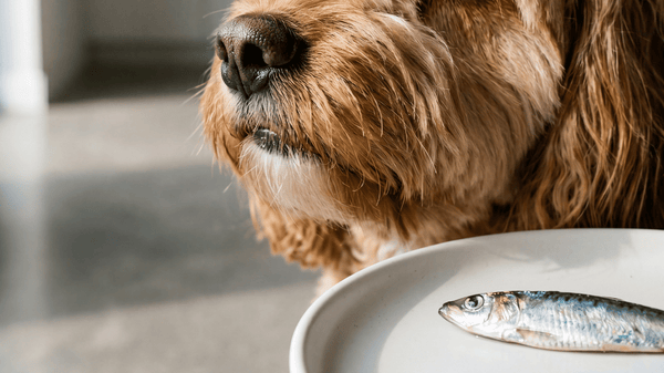 Alergia na ryby u psa? Sprawdź, jak bezpiecznie dostarczyć Omega-3 na diecie eliminacyjnej.