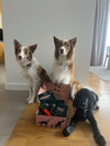 @jimbordercollie