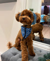 @monti_toypoodle