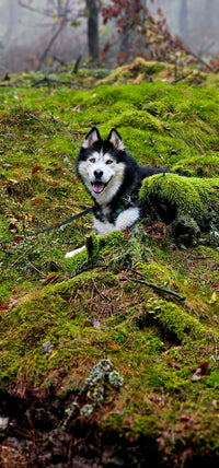 @dograni.psie.porady