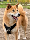 @shibainu_arya_