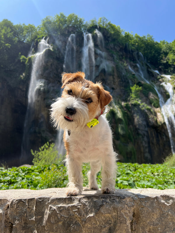 @jack_russell_taco_kobayashi