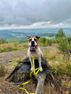 @amstaff_auralove