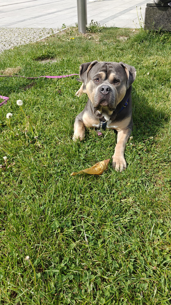 @hortonthebully