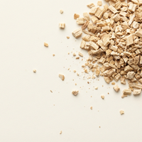 Korzeń cykorii podróżnik