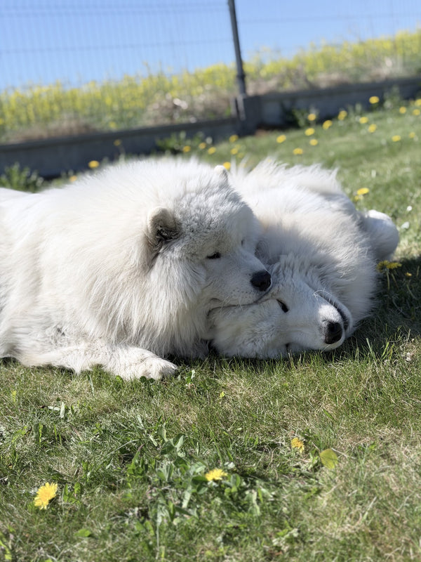 @yuki_and_ice_samoyed