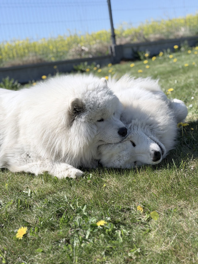 @yuki_and_ice_samoyed